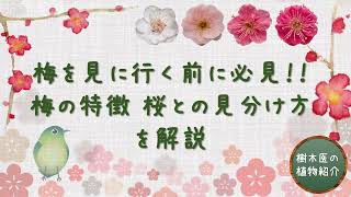 梅を見に行く前に必見！！【梅の特徴、桜との見分け方】を解説　#植物 #gardening #樹木医