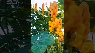 #দাদমর্দন উদ্ভিদ#Senna Alata#ringworm bush#candle bush#flowers#plants#coversong#ytshort#foryou🌼🌼