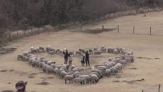 ヒツジがハートで愛を祝福 千葉県富津市のマザー牧場