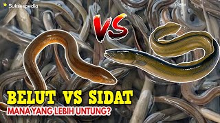 BUDIDAYA BELUT PEMULA VS BUDIDAYA SIDAT PEMULA - MANA YANG LEBIH UNTUNG??