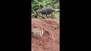 Anoa (Bubalus depressicornis) in Southeast Sulawesi (video from the mining worker)