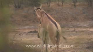 Indian wild Asses mating!