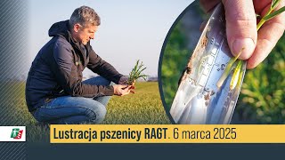 Lustracja pszenicy RAGT w Markowicach 🌾🔍 Pszenica po pierwszej dawce azotu  #rolnictwo #pszenica