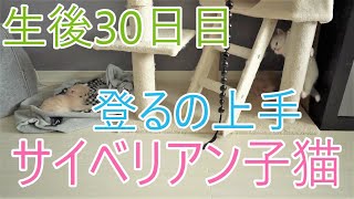 【子猫のかわいい成長記録】生後30日目！【猫サイベリアン多頭飼い】