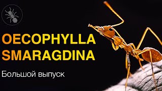 МУРАВЬИ ПОРТНЫЕ OECOPHYLLA SMARAGDINA - БОЛЬШОЙ ВЫПУСК