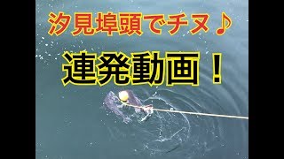 汐見埠頭でチヌ！　fishingmax 泉大津