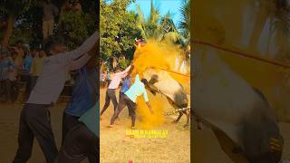 VEERAPPAN KAALAI MASS JUMP 🔥💥✨ KAARI IN KADHALAN #eruthattam #bull #jallikattu #trendingshorts