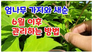 엄나무 가지와 새순을 6월 이후 관리하는 요령 / 6월 이후에 엄나무 가지와 새순을 자르면 어떻게 될까요?