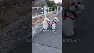 【今日もおいらは一生懸命散歩するんだ】 #犬 #シーズー #shihtzu #犬のいる暮らし #dog