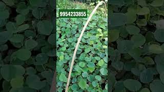 Red sandalwood plant (9954233855 lal chandan)in wholesale price