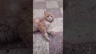 Beautiful cats in saudi