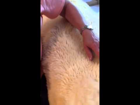 How to clean a sheepskin rug How to clean a sheepskin rug