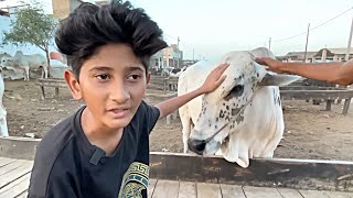 Bargaining for this Cow in Mandi!