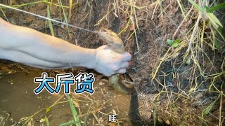 河沟边上涨水岸边发现大鳝鱼洞，小伙一顿操作猛如虎终于钓出来了