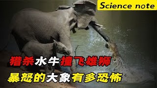 轻松踩扁鳄鱼，猎杀水牛撞飞雄狮，暴怒的大象有多恐怖？