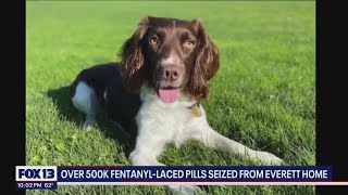 Snohomish County Sheriff's K-9 exposed to fentanyl, revived with Narcan | FOX 13 Seattle