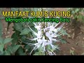 MANFAAT DAUN KUMIS KUCING bagi kesehatan