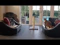 Cat Lover Opens Luxury Cat Hotel