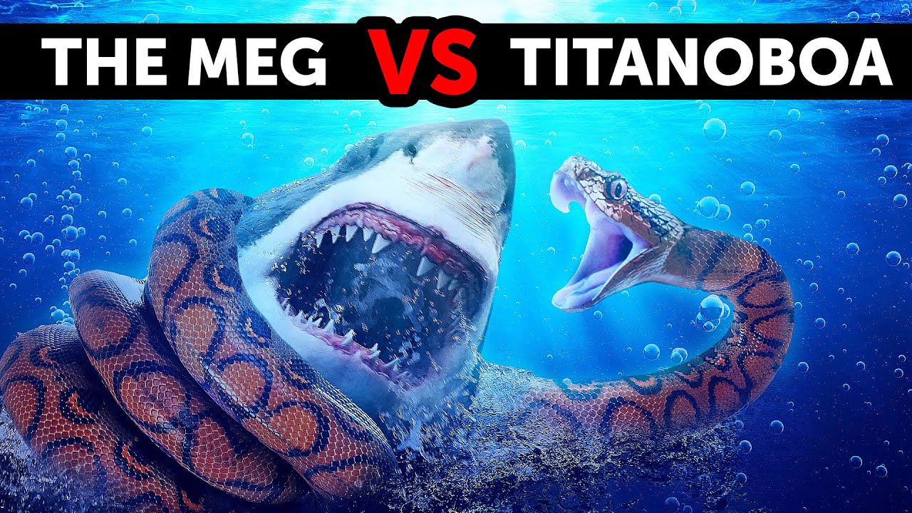 What If Megalodon Met The Biggest Snake Ever What If Megalodon Met The Biggest Snake Ever