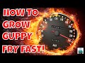 How To Speed Up Guppy Fry Growth