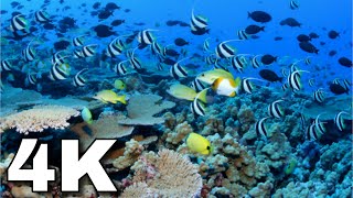 Beautiful Ocean 4k | Coral Reef for Meditation relaxation