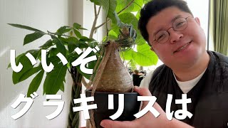 初心者のためにグラキリスのあれこれを語ってくれるおじさん