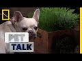 Why Do Dogs Eat Grass? | Pet Talk