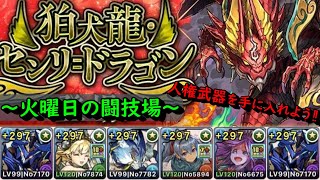 【火曜日の闘技場】センリドラゴンをロイヤルオークptで乱獲しよう‼最強人権武器を逃すな‼【パズドラ】【安定周回】【立ち回り解説】