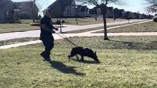 German Shepherd’s first track and bite since losing leg