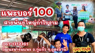 เลี้ยงแพะให้อ้วนขายง่ายคืนทุนเร็วกับแพะบอร์100วัฒนะฟาร์มแพะอุดรธานี