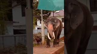 മുട്ടാൻ നിക്കണ്ട മുട്ട് വിറക്കും.I Kerala Elephants I #trending #numberone #youtubesearch #elephant