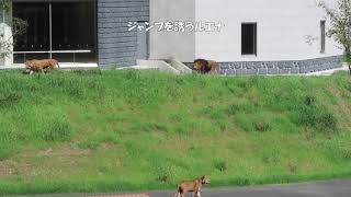 モテモテジャンプ　いよいよメスライオンの出勤です　その2　多摩動物公園　ライオン園