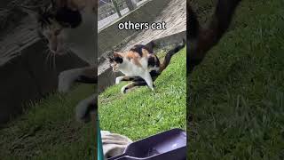 other cats vs my cat #cat