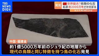 中国・福建省でジュラ紀の鳥類化石を発見　鳥類の起源が“2000万年近くさかのぼる”こと示す｜TBS NEWS DIG