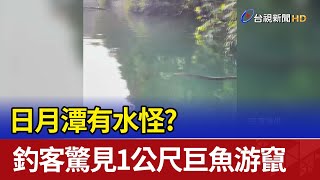 日月潭有水怪？ 釣客驚見1公尺巨魚游竄