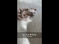 【生後4ヶ月】まどろむ赤ちゃんシェルティ😊sleeping baby sheltie shorts