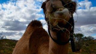 Time lapse of a camel eating under an amazing blue sky