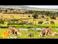 African Wildlife 4K (60FPS): Virunga National Park 🐒Discovery Scenic Wildlife Film  With Real Sounds