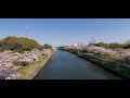 桜2020愛知県港区