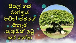 පීපල් ගස් මන්ත්‍රය මගින් ඔබගේ ඕනෑම පැතුමක් ඉටු කර ගන්න