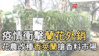 疫情衝擊蘭花外銷 花農改種香莢蘭搶香料市場｜寰宇新聞20210225