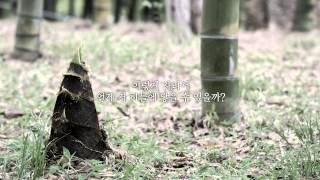 대나무의 성장 - 퀀텀 리프(Quantum Leap) | 한국암웨이