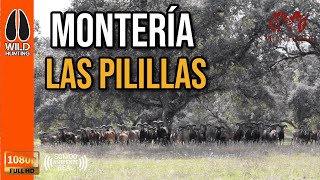 MONTERÍA LAS PILILLAS 2024 | WILD HUNTING ROPA DE CAZA Y TIEMPO LIBRE #275
