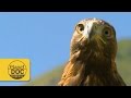 Golden Eagle | Planet Doc Express