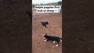 Kelpie puppies first look at sheep | Working dogs | Australian working kelpies