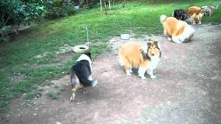 Millubie collies