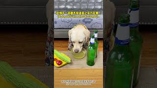 啥你都要尝一口 You've got to taste everything #萌寵#寵物#搞笑#拉布拉多 #doglover #Labrador #labradorpuppy #dog #pets