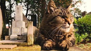 20年以上も墓守をしてきた猫。数え切れないほどの遺族を慰め、優しい行動に涙が溢れる【感动】