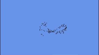 Flock Simulation 2