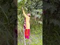 mana judai ka mausam bura tha lal dupatta malmal ka desi basti shorts video sushilaverma511